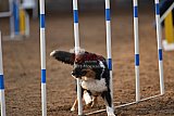 wedstrijd agility friends zaterdag