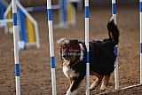 wedstrijd agility friends zaterdag