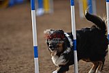 wedstrijd agility friends zaterdag