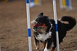 wedstrijd agility friends zaterdag