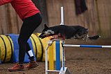wedstrijd agility friends zaterdag