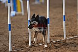 wedstrijd agility friends zaterdag