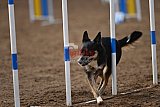 wedstrijd agility friends zaterdag