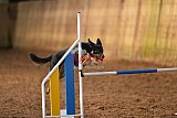 wedstrijd agility friends zaterdag