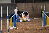 wedstrijd agility friends zaterdag