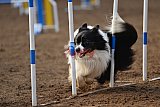 wedstrijd agility friends zaterdag