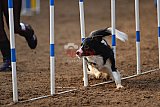 wedstrijd agility friends zaterdag