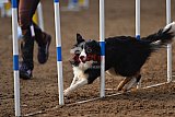 wedstrijd agility friends zaterdag