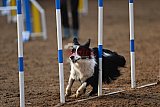 wedstrijd agility friends zaterdag