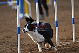 wedstrijd agility friends zaterdag