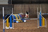 wedstrijd agility friends zaterdag