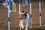 wedstrijd agility friends zaterdag