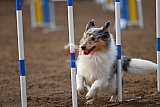 wedstrijd agility friends zaterdag