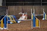 wedstrijd agility friends zaterdag
