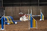 wedstrijd agility friends zaterdag