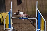 wedstrijd agility friends zaterdag