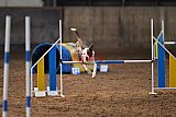 wedstrijd agility friends zaterdag
