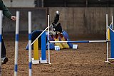 wedstrijd agility friends zaterdag