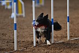 wedstrijd agility friends zaterdag