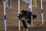 wedstrijd agility friends zaterdag