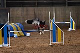 wedstrijd agility friends zaterdag