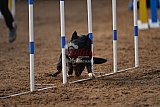 wedstrijd agility friends zaterdag