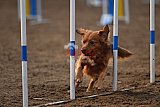 wedstrijd agility friends zaterdag