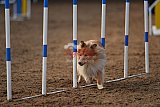 wedstrijd agility friends zaterdag