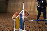 wedstrijd agility friends zaterdag