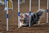 wedstrijd agility friends zaterdag