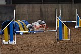 wedstrijd agility friends zaterdag