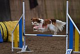 wedstrijd agility friends zaterdag