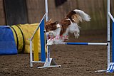 wedstrijd agility friends zaterdag