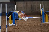 wedstrijd agility friends zaterdag