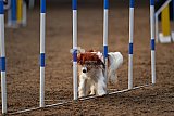 wedstrijd agility friends zaterdag