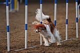 wedstrijd agility friends zaterdag