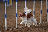 wedstrijd agility friends zaterdag