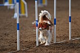 wedstrijd agility friends zaterdag