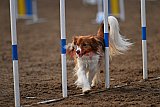 wedstrijd agility friends zaterdag