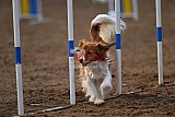 wedstrijd agility friends zaterdag