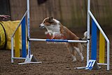 wedstrijd agility friends zaterdag