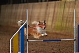 wedstrijd agility friends zaterdag