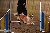 wedstrijd agility friends zaterdag