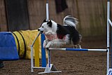 wedstrijd agility friends zaterdag
