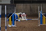 wedstrijd agility friends zaterdag