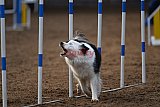 wedstrijd agility friends zaterdag