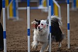 wedstrijd agility friends zaterdag