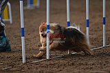 wedstrijd agility friends zaterdag