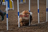 wedstrijd agility friends zaterdag