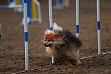 wedstrijd agility friends zaterdag